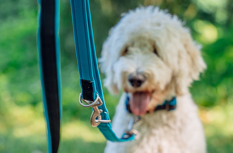 Tipi pour chien Nobby Pet Linou