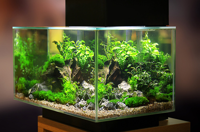 Nobby - Nobby Crâne avec Plantes Décoration pour Aquarium 19,5 x 16 x 14 cm  - Décoration aquarium - Rue du Commerce