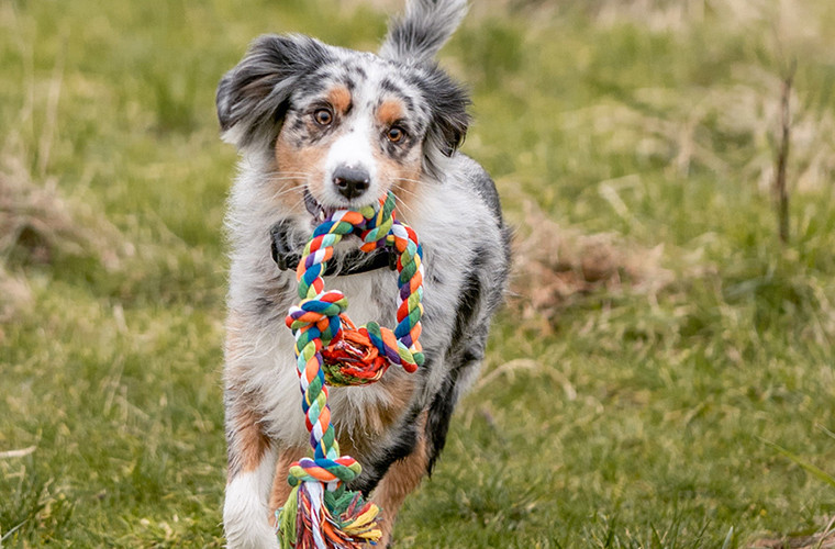 Tipi pour chien Nobby Pet Linou