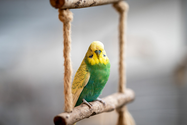 Nid pour oiseaux éxotiques accès à droite Nobby Pet